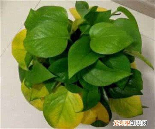 绿萝叶子发黄有什么办法 绿萝发挥着哪些作用