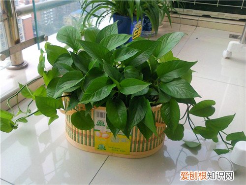 绿萝叶子发黄有什么办法 绿萝发挥着哪些作用