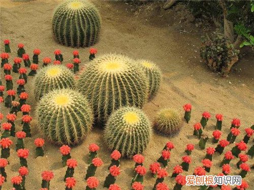 仙人掌科知识大全 一年四季教你养护仙人掌