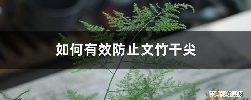 怎样防止文竹长得太高 如何有效防止文竹干尖