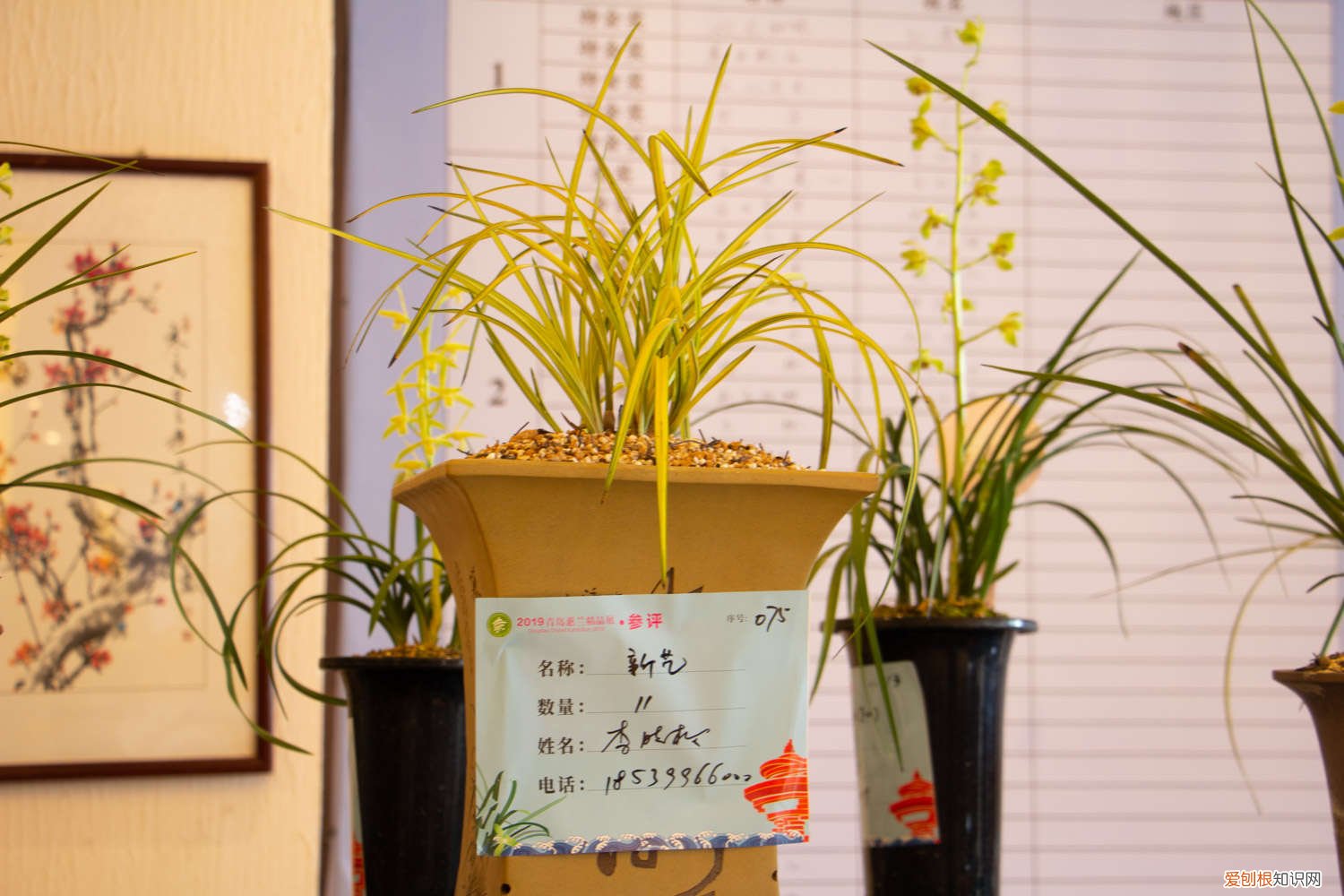兰花用什么肥料最好 鸡蛋 兰花用什么肥料最好