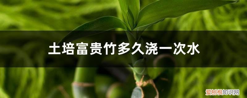 土培富贵竹几天浇一次水 土培富贵竹多久浇一次水