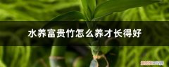 水养富贵竹怎么养才长得好看 水养富贵竹怎么养才长得好