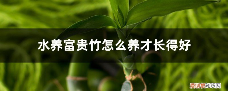 水养富贵竹怎么养才长得好看 水养富贵竹怎么养才长得好