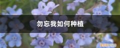 勿忘我种植基地 勿忘我如何种植