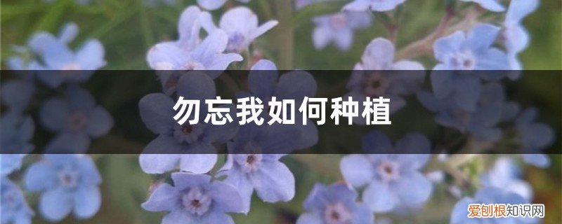 勿忘我种植基地 勿忘我如何种植