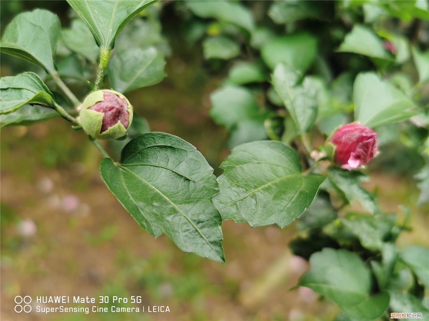 木槿花开完后该怎么处理 木槿花的花后处理