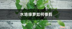 水培绿萝修剪方法视频 水培绿萝如何修剪