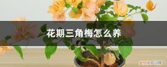 花期三角梅怎么养才能开花 花期三角梅怎么养