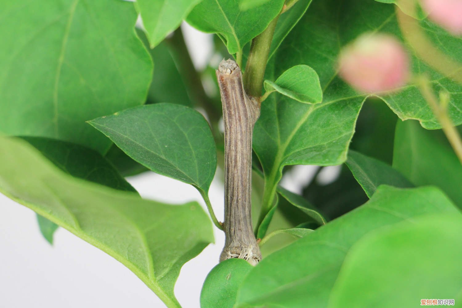 花期三角梅怎么养才能开花 花期三角梅怎么养