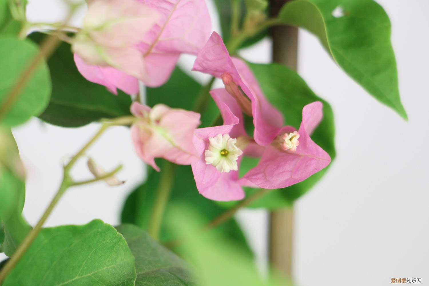 花期三角梅怎么养才能开花 花期三角梅怎么养