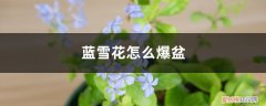 蓝雪花爆盆技巧 蓝雪花怎么爆盆