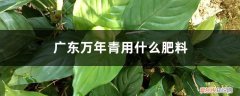 万年青施肥施什么肥料 广东万年青用什么肥料