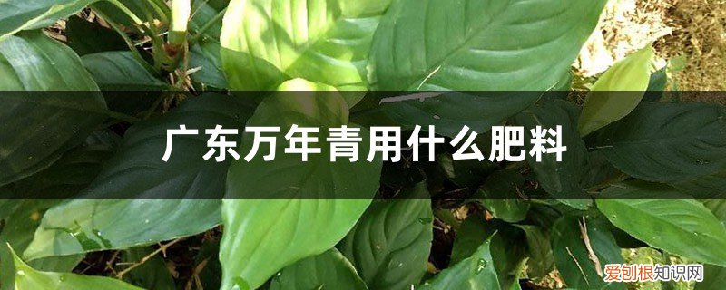 万年青施肥施什么肥料 广东万年青用什么肥料