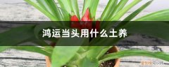 鸿运当头是用土养还是用水养 鸿运当头用什么土养