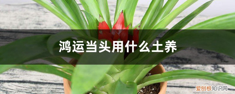 鸿运当头是用土养还是用水养 鸿运当头用什么土养