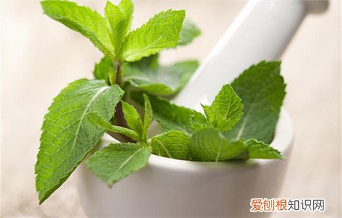 薄荷有几种功效 薄荷有哪些吃法