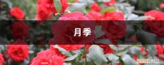 月季牙签苗打顶 月季多肉…从牙签苗到撑爆盆，30天就搞定！