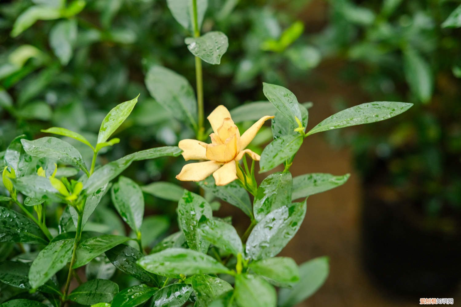 栀子花什么时候换盆怎样换盆 栀子花换盆后如何管理