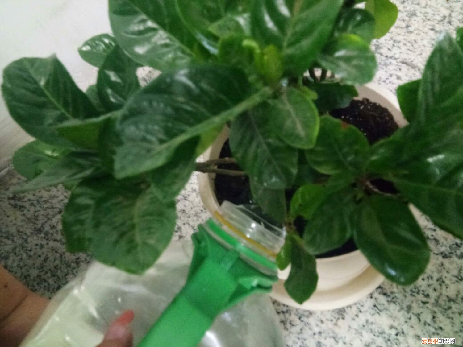 栀子花怎样养才能长得旺盛 栀子花怎么养才会茂盛