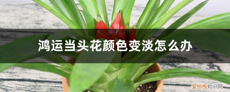 鸿运当头花变淡了 鸿运当头花颜色变淡怎么办