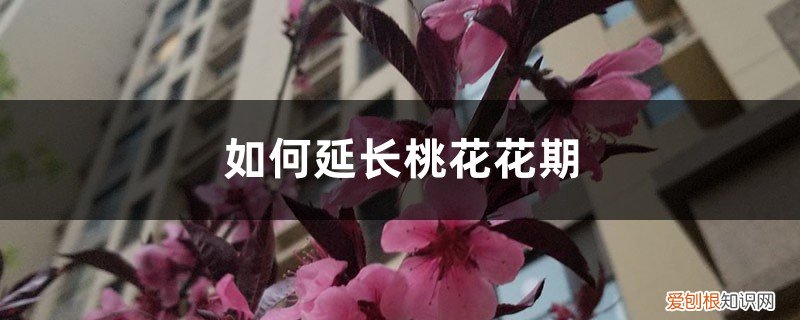 桃花花期如何管理 如何延长桃花花期