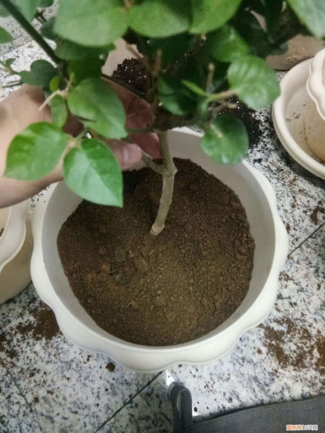 茉莉的茎细长而挺拔,碧绿的叶子衬托着花朵 茉莉进锅煮一煮，叶绿枝壮，花朵呼呼冒！