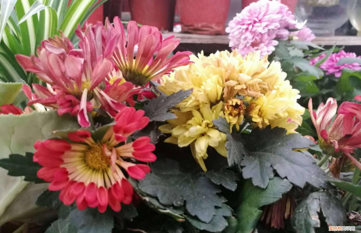 菊花的花期长短 如何延长菊花的花期