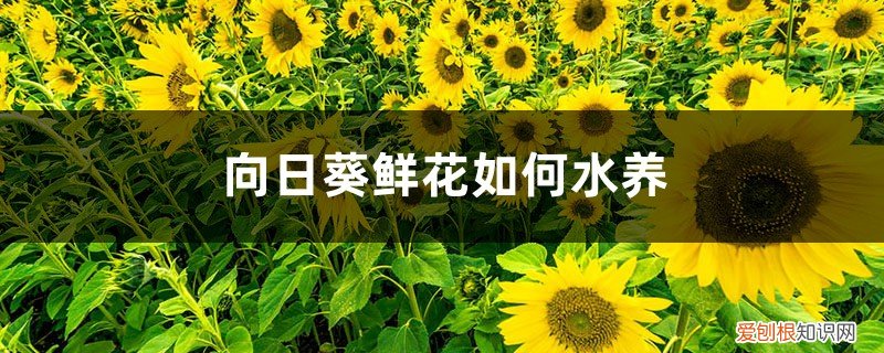 向日葵鲜花如何水养保存 向日葵鲜花如何水养