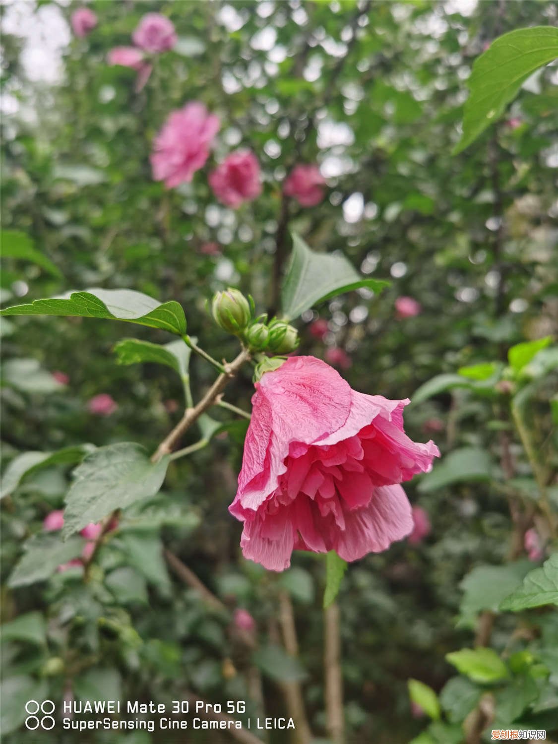 网上买的木槿花枝怎么养 新买的木槿花怎么养