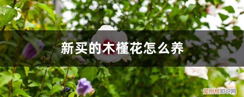 网上买的木槿花枝怎么养 新买的木槿花怎么养