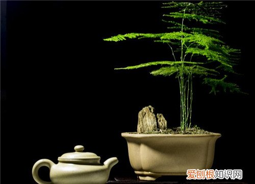 文竹怎么养 怎么修剪文竹好看