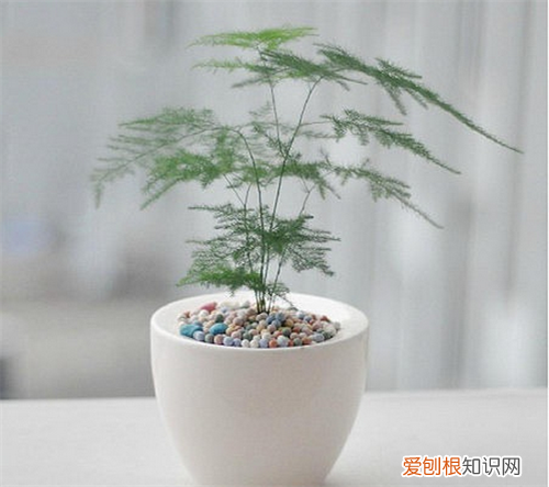 文竹怎么养 怎么修剪文竹好看