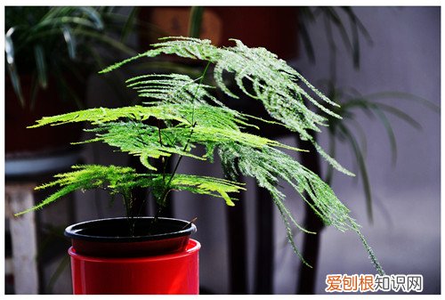 文竹怎么养 怎么修剪文竹好看