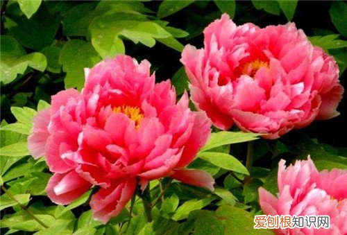 中国国花是什么花啊 我国的十大名花是哪十个