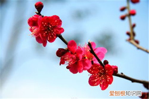 中国国花是什么花啊 我国的十大名花是哪十个