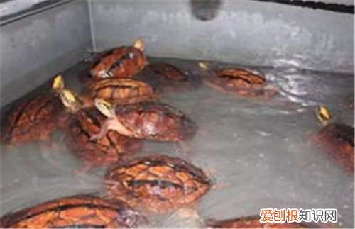 金钱龟价格贵吗 怎样才能养好金钱龟