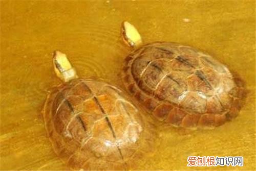 金钱龟价格贵吗 怎样才能养好金钱龟