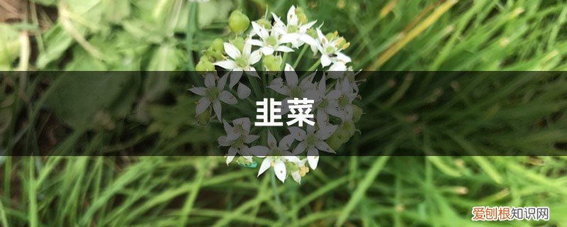 阳台栽韭菜 韭菜不用买,阳台种1盆,随吃随割,绿色又健康!