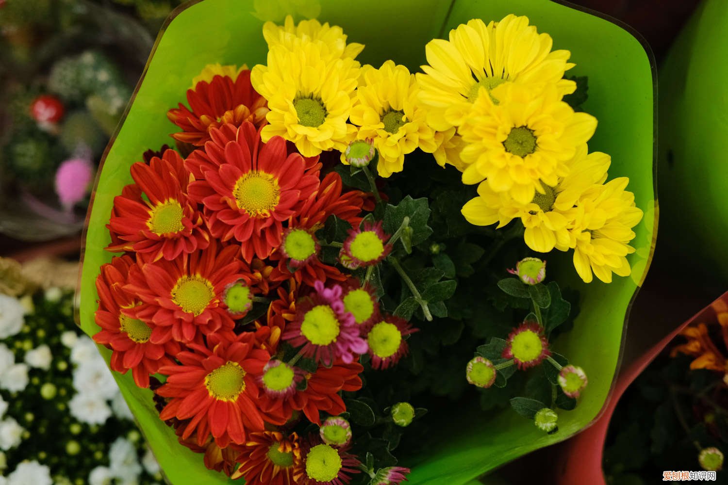 菊花怎么浇水不烂根 菊花怎么浇水