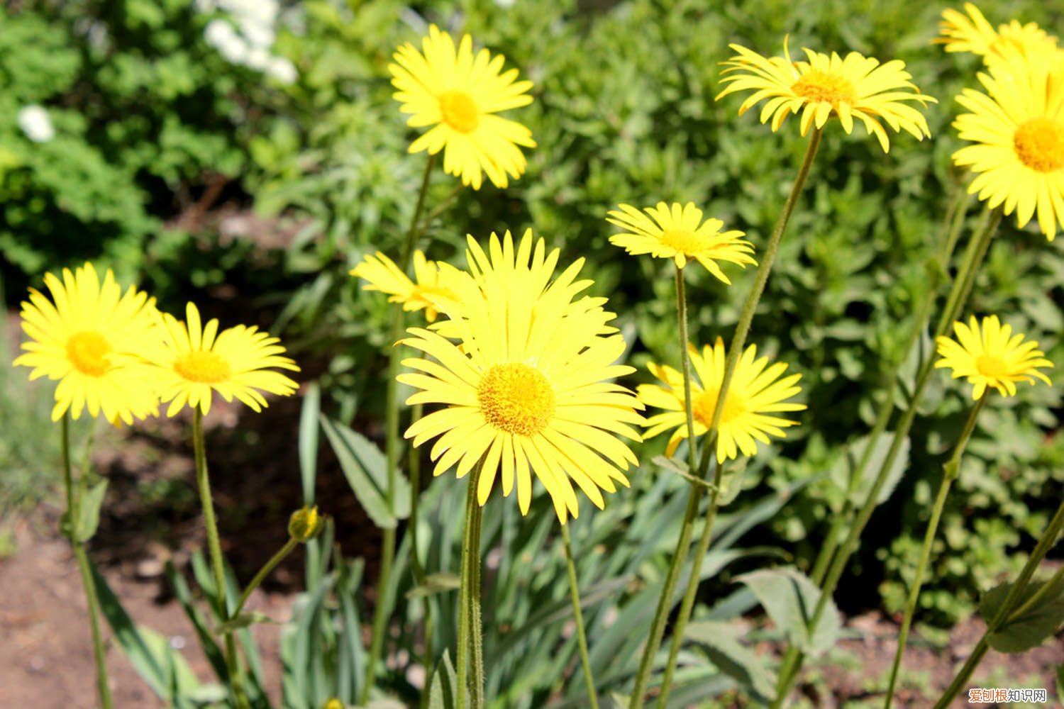 菊花的叶子上长白色的斑点 菊花叶子长白斑怎么办