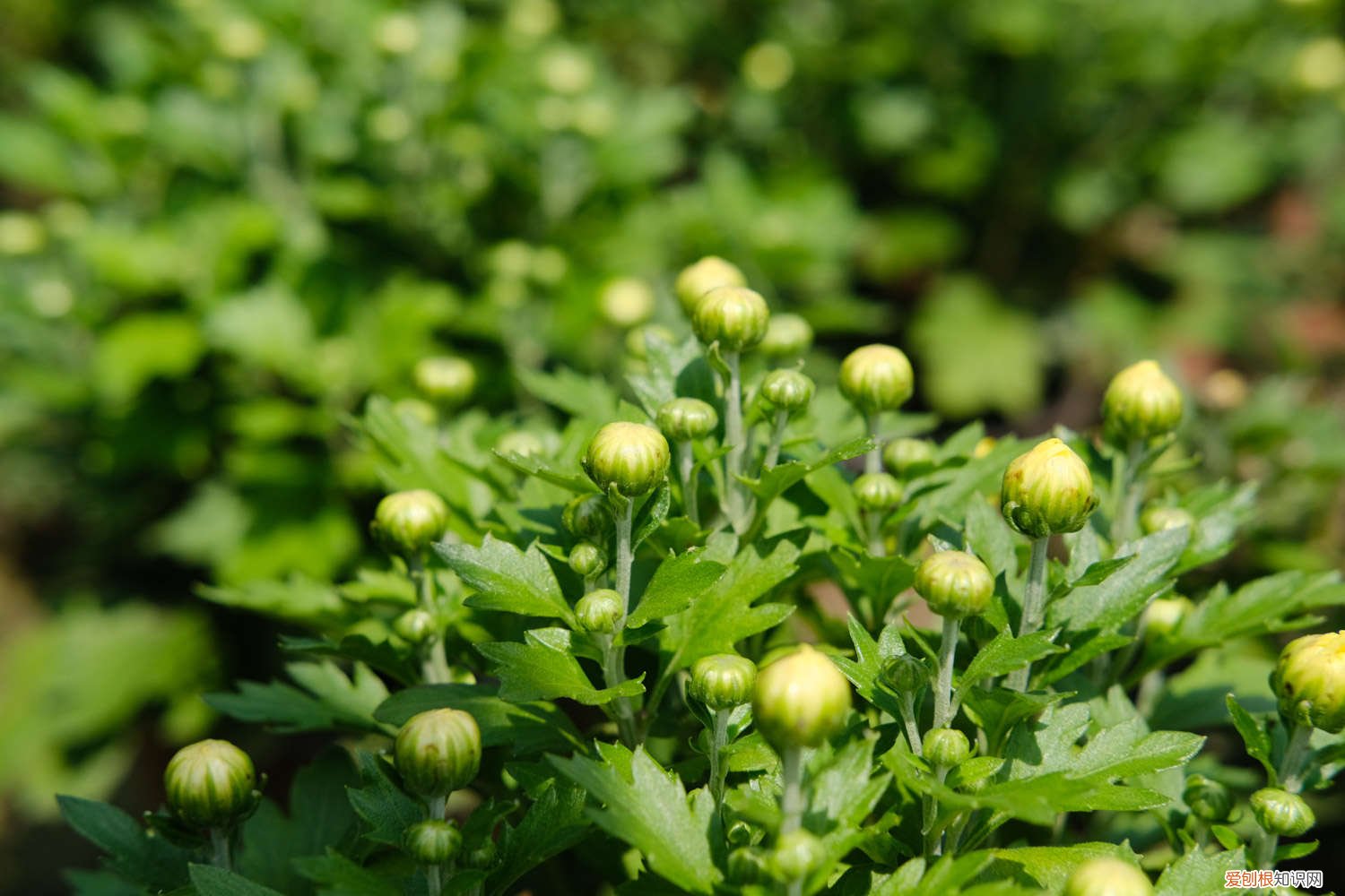 菊花的叶子上长白色的斑点 菊花叶子长白斑怎么办