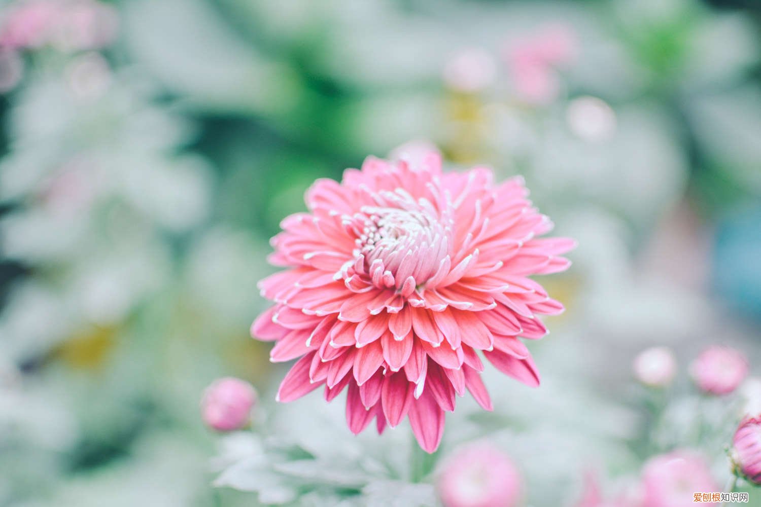 菊花冬天怎么养殖 菊花冬天怎么养