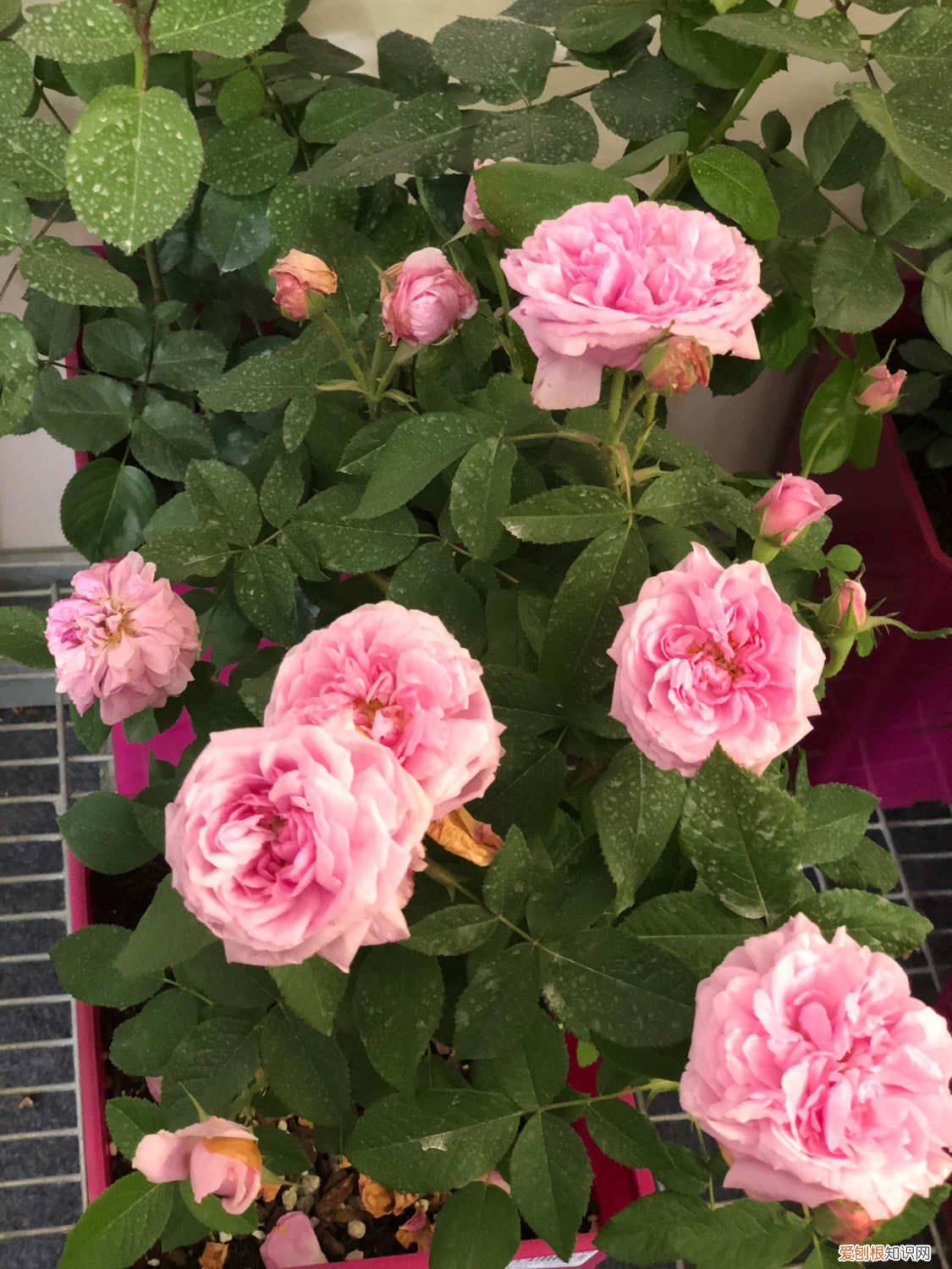 月季花下面叶子枯落 月季盆里撒点它,月月花开爆,根本停不下来!