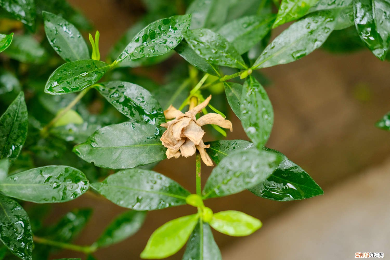 刚买回来栀子花怎么缓苗 栀子花怎么缓苗