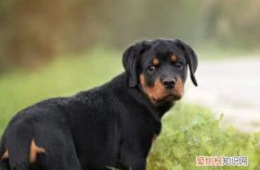 罗威纳多大开始认主人 罗威纳2-3月开始认主人