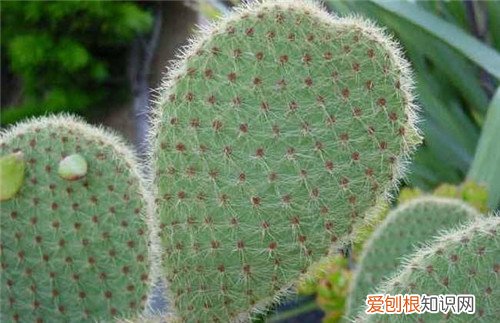 仙人掌可以吃吗 食用仙人掌要注意什么