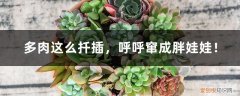 多肉植物胖娃娃 多肉这么扦插，呼呼窜成胖娃娃！