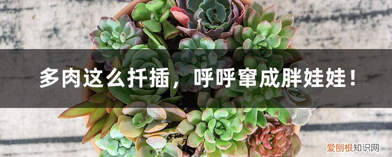 多肉植物胖娃娃 多肉这么扦插，呼呼窜成胖娃娃！