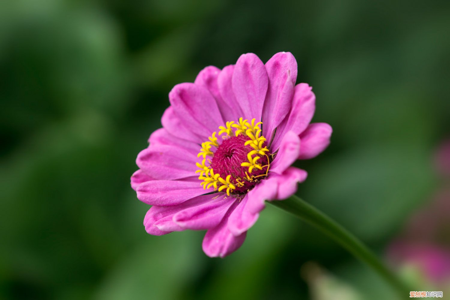 菊花秋天养护 菊花秋天怎么养